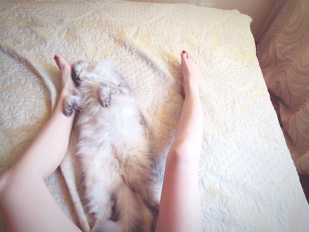 Foto vista de ángulo alto de un gato relajándose en la cama