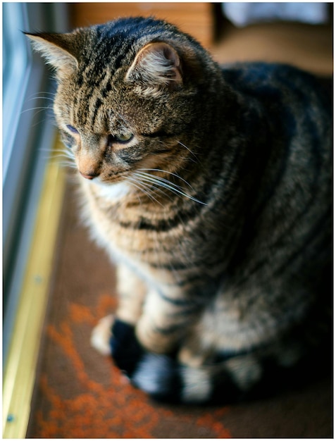 Foto vista de ángulo alto del gato sentado junto a la ventana en casa