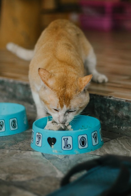 Foto vista de ángulo alto del gato en el suelo