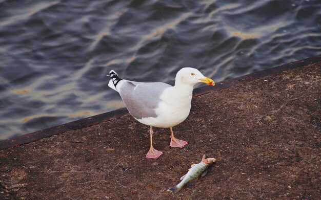 Foto vista de ángulo alto de una gaviota posada en tierra