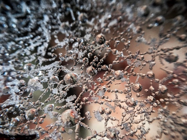 Foto vista de ángulo alto de gotas de agua en la hoja