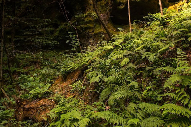 Foto vista de ángulo alto del helecho en el bosque