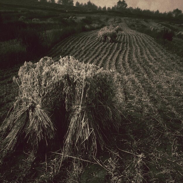 Foto vista en ángulo alto del heno en el campo agrícola