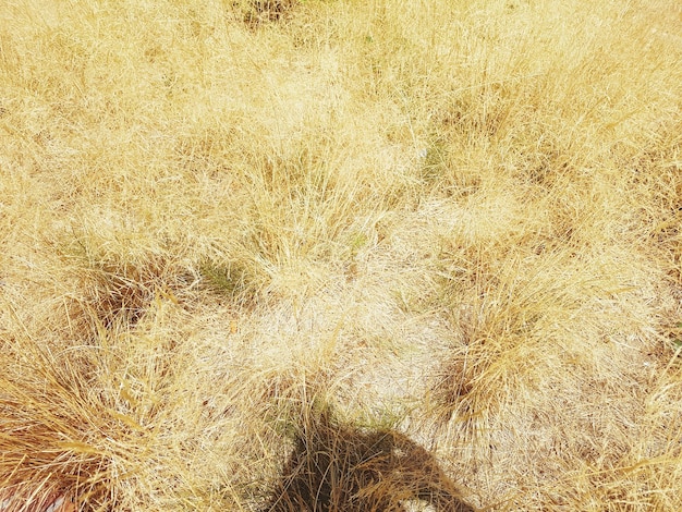 Foto vista en ángulo alto de la hierba en tierra