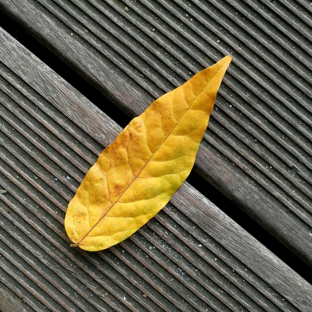 Foto vista de ángulo alto de la hoja de arce amarilla