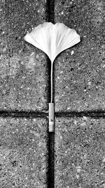 Foto vista de ángulo alto de la hoja de ginkgo en el sendero