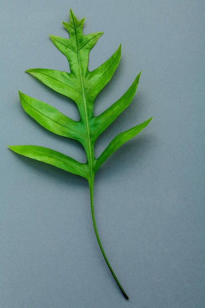 Foto vista de ángulo alto de la hoja en la mesa