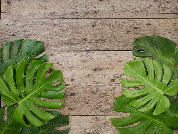 Foto vista de ángulo alto de la hoja en la planta contra la pared