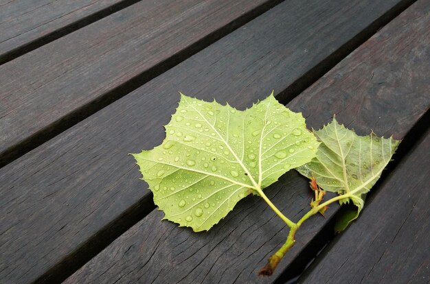 Foto vista de ángulo alto de la hoja de la planta en la madera