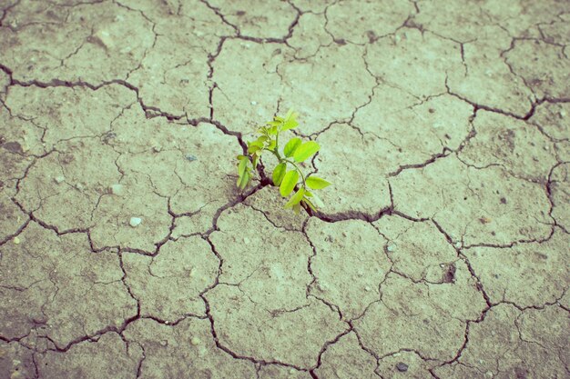 Foto vista de ángulo alto de la hoja seca en tierra