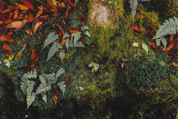 Vista de ángulo alto de las hojas en el árbol durante el otoño