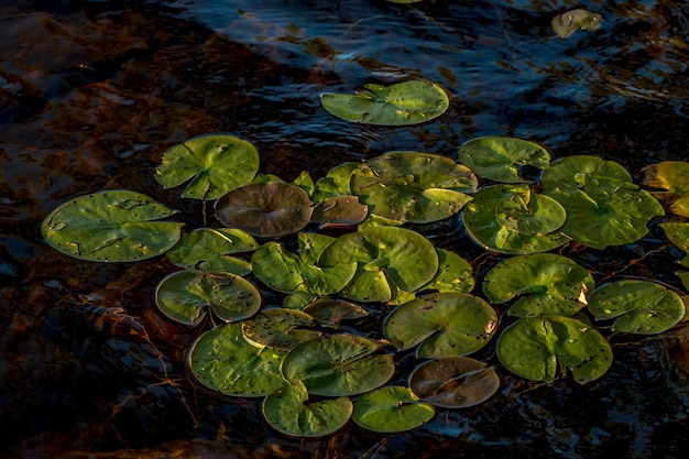 Foto vista de ángulo alto de las hojas flotando en el agua