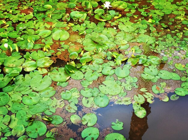 Foto vista de ángulo alto de hojas flotando en el agua