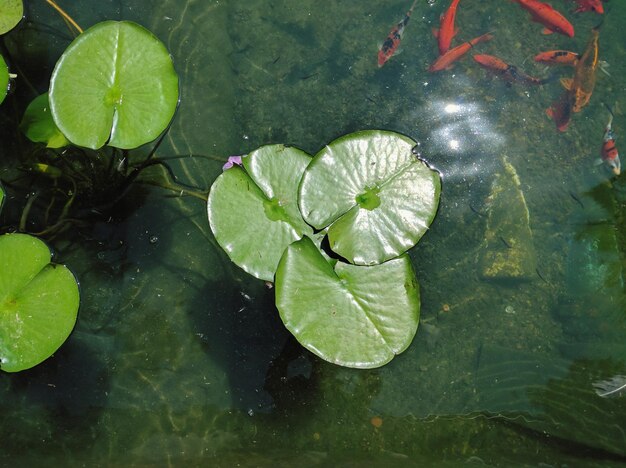 Foto vista de ángulo alto de las hojas flotando en el estanque