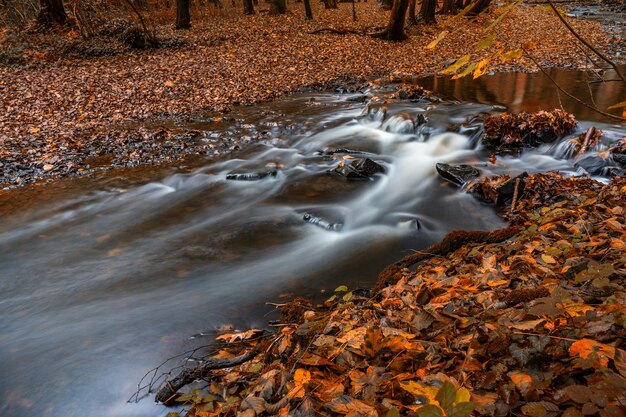 Foto vista de ángulo alto de las hojas de otoño en el arroyo