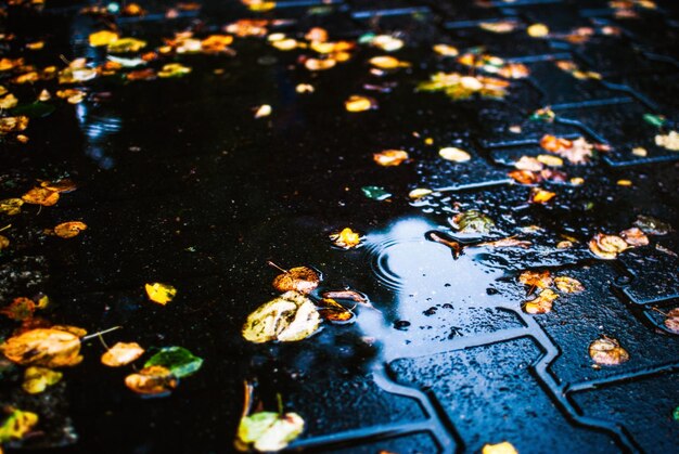 Foto vista de ángulo alto de las hojas de otoño flotando en el agua