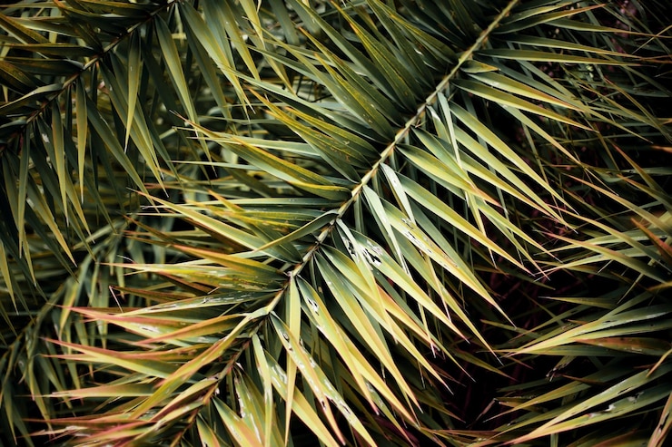 Foto vista en ángulo alto de las hojas de la palmera