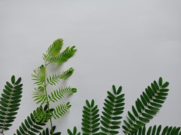 Vista de ángulo alto de las hojas en la planta contra la pared