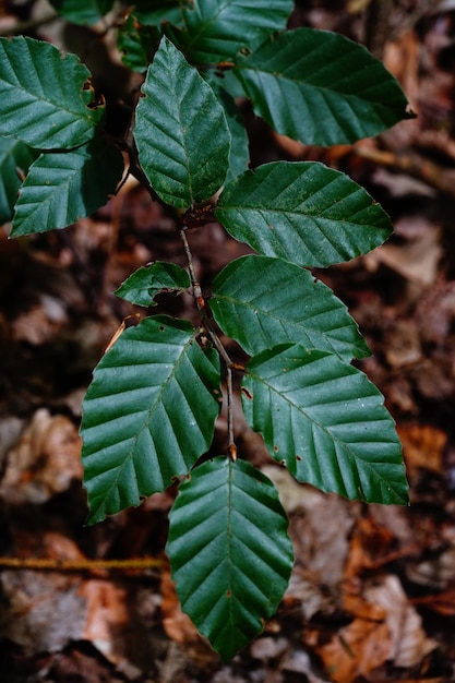 Foto vista en ángulo alto de las hojas de la planta