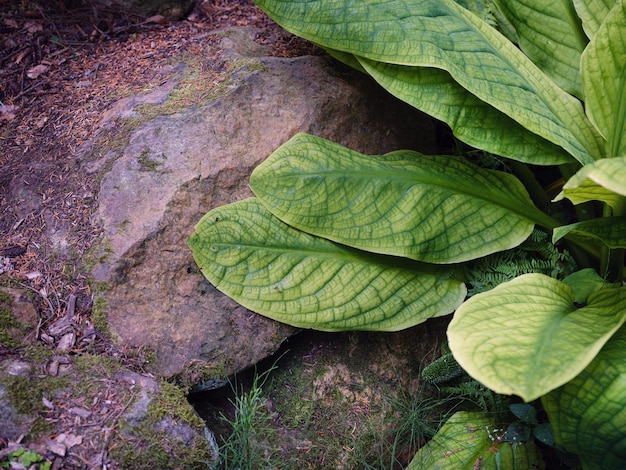 Foto vista en ángulo alto de las hojas de las plantas en tierra