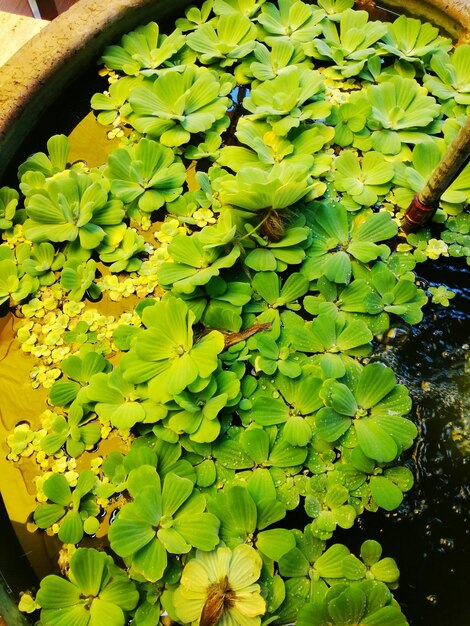 Foto vista de ángulo alto de hojas verdes en el agua