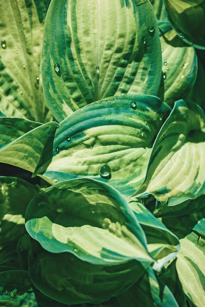 Vista de ángulo alto de hojas verdes de hosta con gotas de agua a la luz del sol