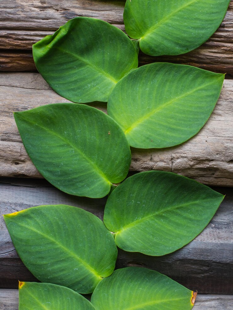 Foto vista de ángulo alto de hojas verdes en madera