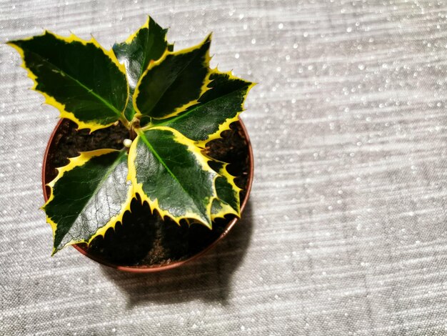 Foto vista de ángulo alto de hojas verdes en la mesa