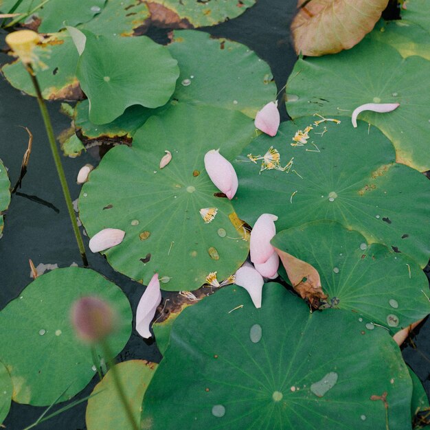 Foto vista de ángulo alto de las hojas verdes en la planta