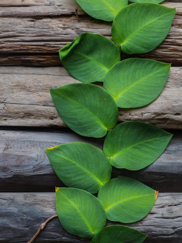 Foto vista de ángulo alto de hojas verdes en una tabla de madera