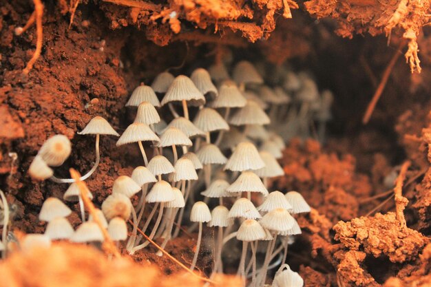 Foto vista de ángulo alto de los hongos en el campo