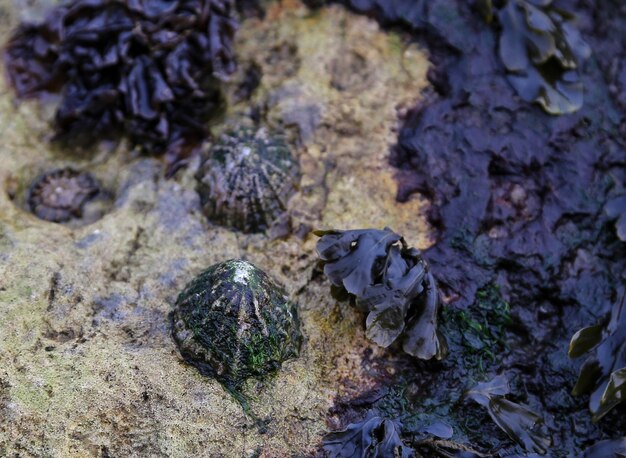 Foto vista de ángulo alto de los hongos en la playa