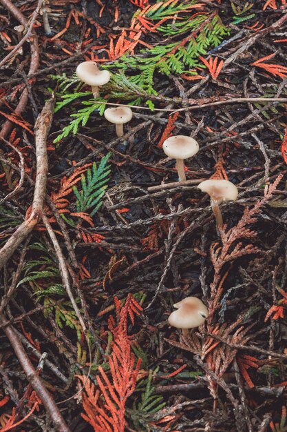 Foto vista de ángulo alto de los hongos que crecen en el árbol