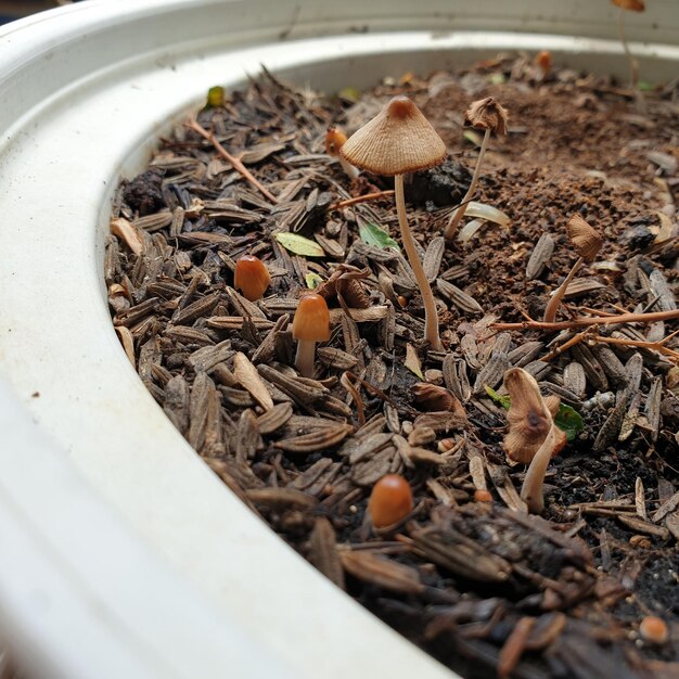 Foto vista de ángulo alto de los hongos que crecen en el campo