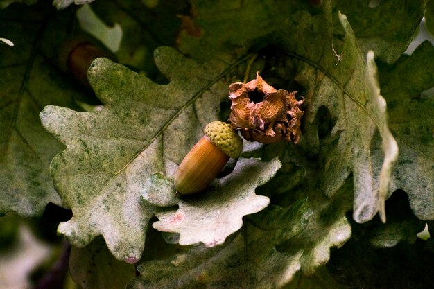 Foto vista de ángulo alto de un insecto en una flor