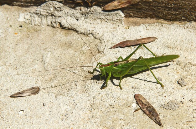 Foto vista de ángulo alto de un insecto en una hoja