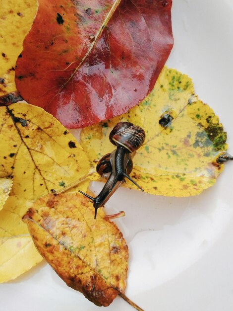 Foto vista de ángulo alto de un insecto en las hojas