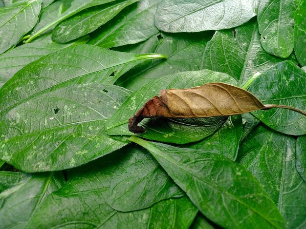 Foto vista de ángulo alto de un insecto en las hojas