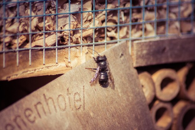 Foto vista de ángulo alto de un insecto en metal