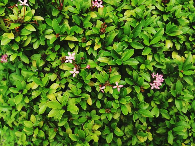 Foto vista de ángulo alto del insecto en la planta