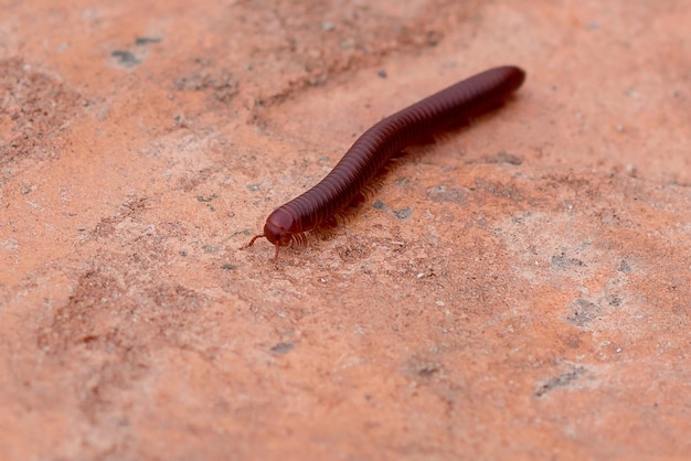 Foto vista de ángulo alto de un insecto en tierra