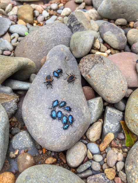 Foto vista de ángulo alto de insectos en piedra