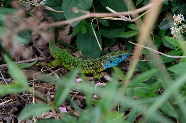 Foto vista de ángulo alto del lagarto en el campo