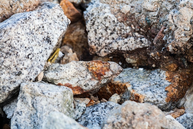 Foto vista de ángulo alto de lagarto en la roca