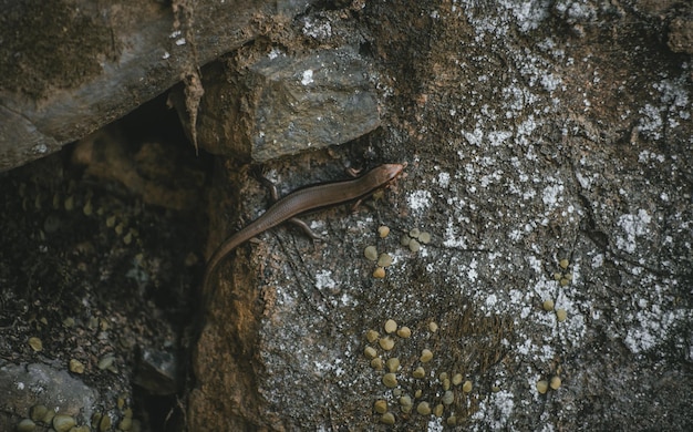 Foto vista de ángulo alto de lagarto en la roca