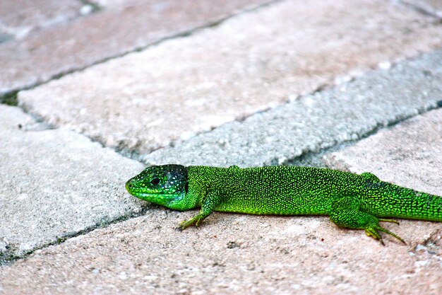 Foto vista de ángulo alto del lagarto verde en el suelo