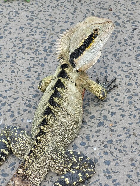 Foto vista de ángulo alto del lagarto.