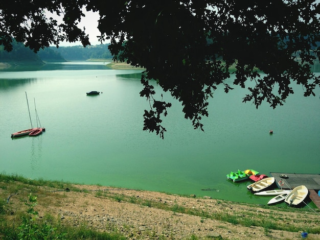 Foto vista de ángulo alto del lago con una rama de árbol en primer plano