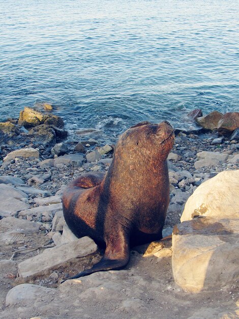 Foto vista de ángulo alto del león marino en la playa