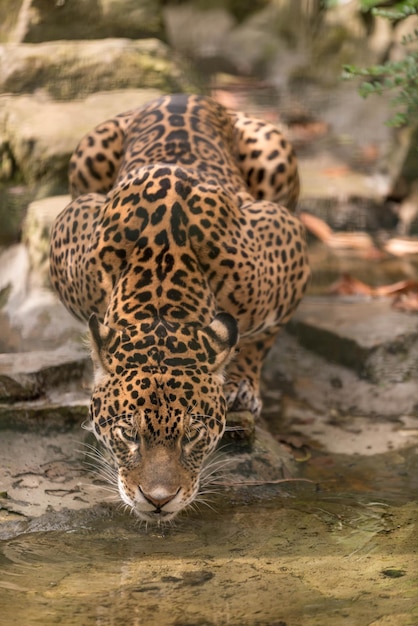 Foto vista de ángulo alto de un leopardo sacando la lengua mientras está sentado al aire libre